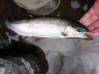 秩父フライフィールド 釣果