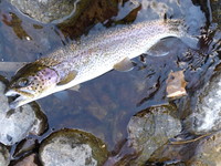 秩父フライフィールド 釣果