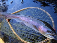 秩父フライフィールド 釣果