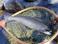 秩父フライフィールド 釣果