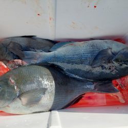 しば渡船 釣果