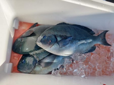 しば渡船 釣果