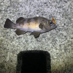 極寒メバリング