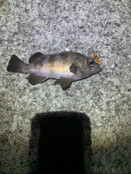 極寒メバリング