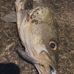 ベイトフィネスでシーバスリベンジ!