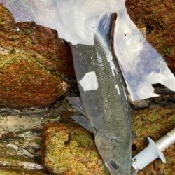 爆風ヒラスズキ