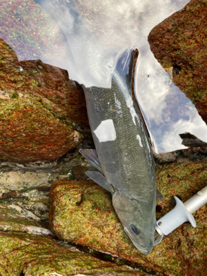 爆風ヒラスズキ