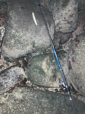 極寒のヒラスズキ