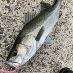 高活性、丸スズキ