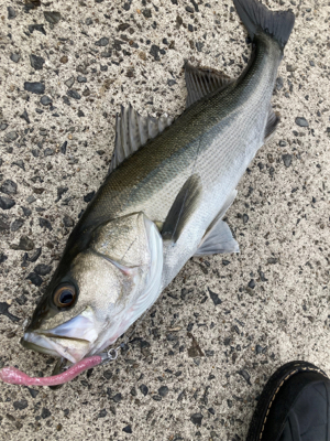 高活性、丸スズキ