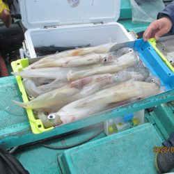 ヤリイカ、サバが釣れたよ(^_-)-☆