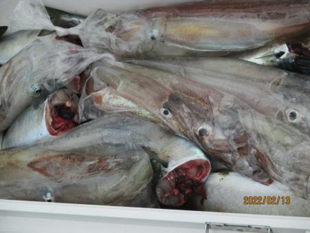 ヤリイカ、スルメイカ、サバが釣れたよ(^_…