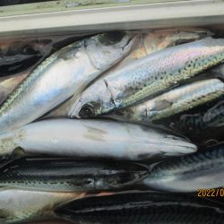 サバ72匹、スルメイカ4匹(^_-)-☆