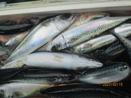 サバ72匹、スルメイカ4匹(^_-)-☆