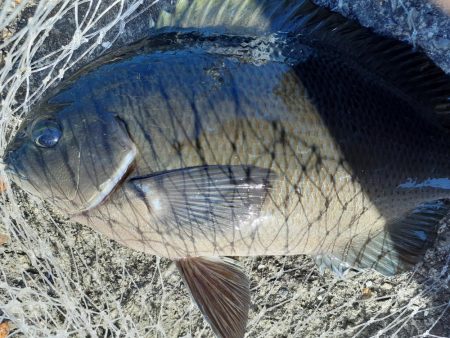 堤防グレ限界サイズ
