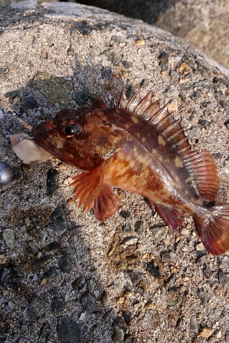 穴釣りハマってます