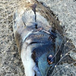 それでもやっぱり会いに行く。