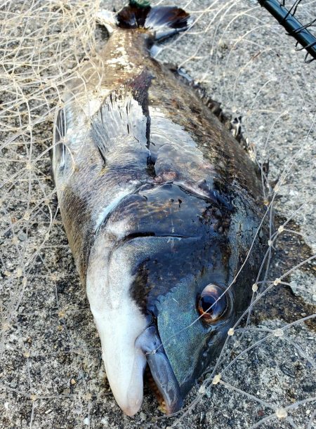 それでもやっぱり会いに行く。