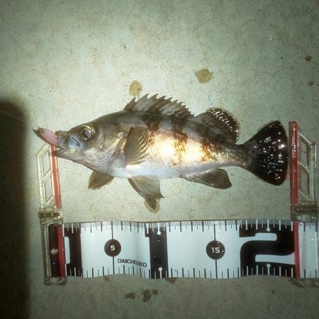 ショートバイト