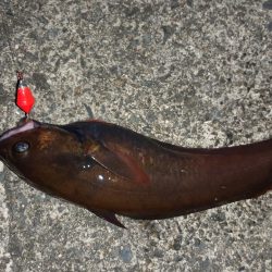 久慈港でのちょい投げ釣り