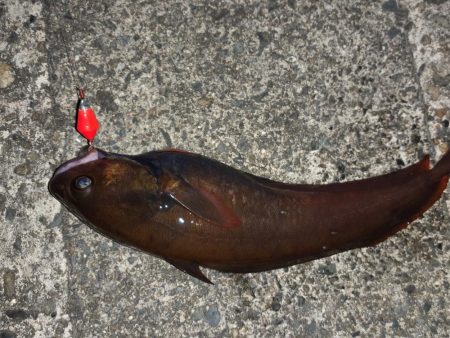 久慈港でのちょい投げ釣り