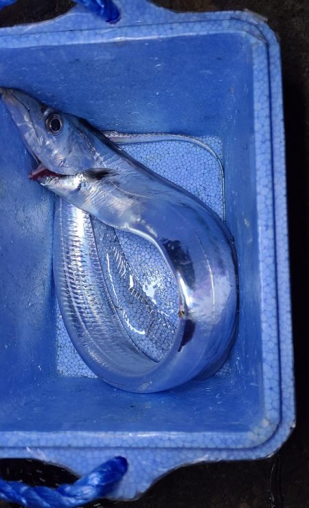 黄昏れタチウオ