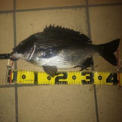 久しぶりの投稿です