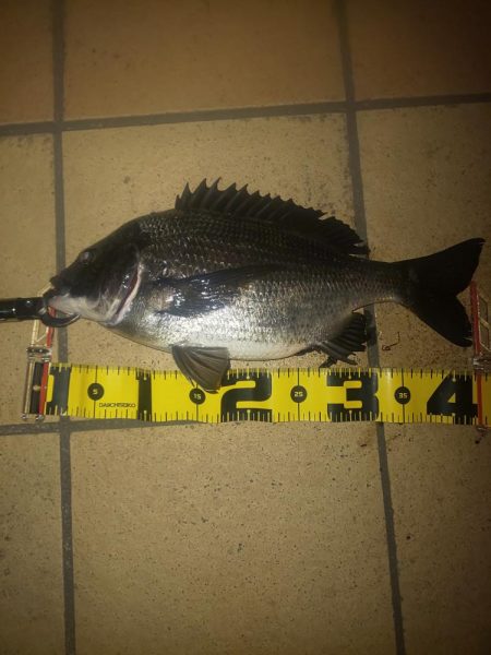 久しぶりの投稿です