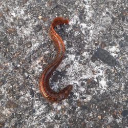 那珂湊港のちょい投げ釣り