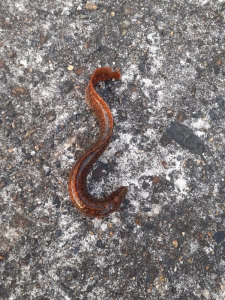 那珂湊港のちょい投げ釣り