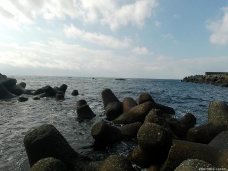 福井　釣果　グレ　良型　