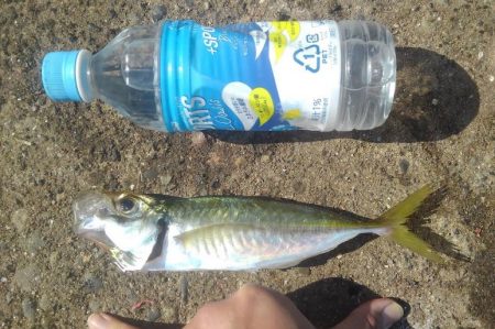 天気良し！風なし！絶好の釣り日和＾＾v