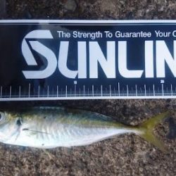 アジ不作のこの約2週間。。。 冷蔵庫内の在庫が危機的状況になり早朝からGO!!