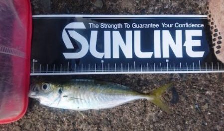 アジ不作のこの約2週間。。。 冷蔵庫内の在庫が危機的状況になり早朝からGO!!