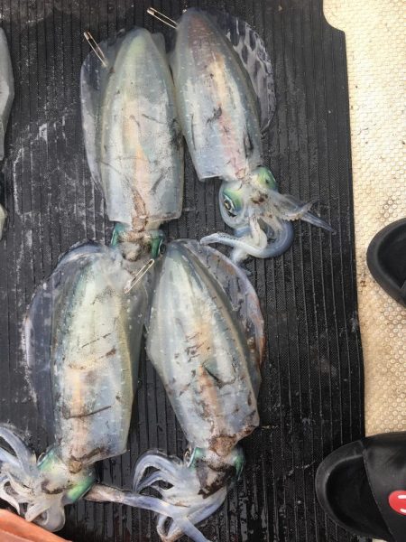 たかたか釣り日記