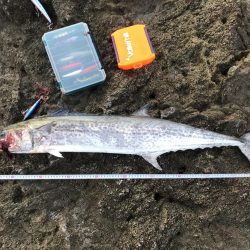 サワラ110cm 1匹釣れました