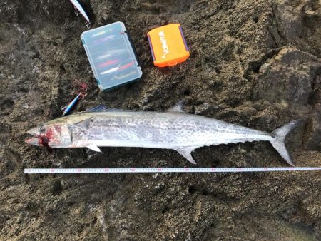 サワラ110ｃｍ　1匹釣れました