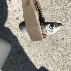 ジグサビキで真イワシ&アジ釣り