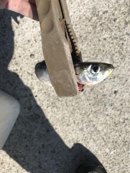 ジグサビキで真イワシ＆アジ釣り