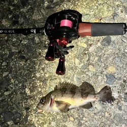 アジを求めて！！