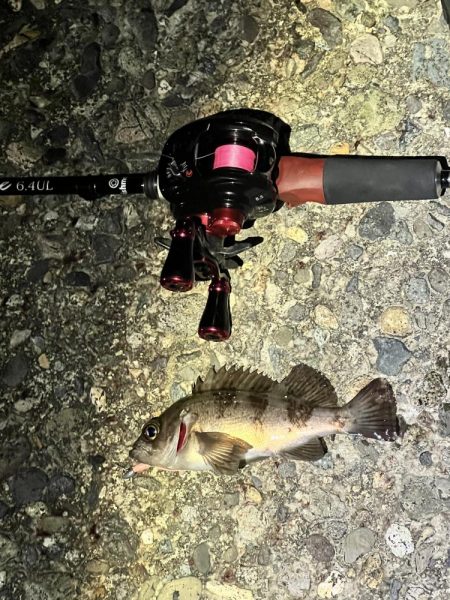 アジを求めて！！