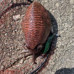 コウイカエギング