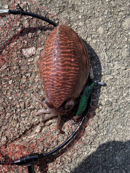 コウイカエギング