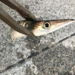 朝マズメのカマス釣り