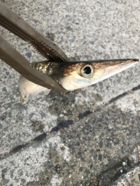 朝マズメのカマス釣り