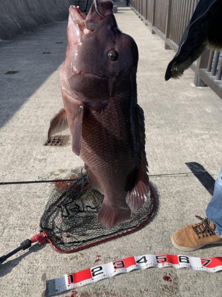 タンコブゲーム