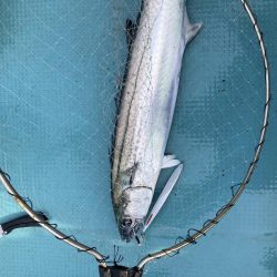 蒲生田沖でサワラ