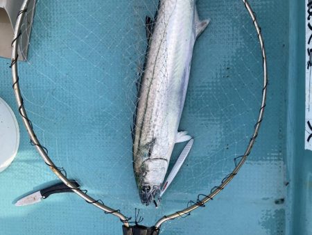 蒲生田沖でサワラ