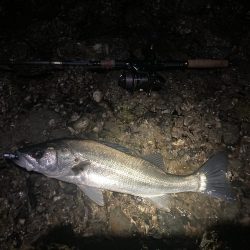 ヒラメ狙いで！