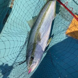 蒲生田沖でハマチ